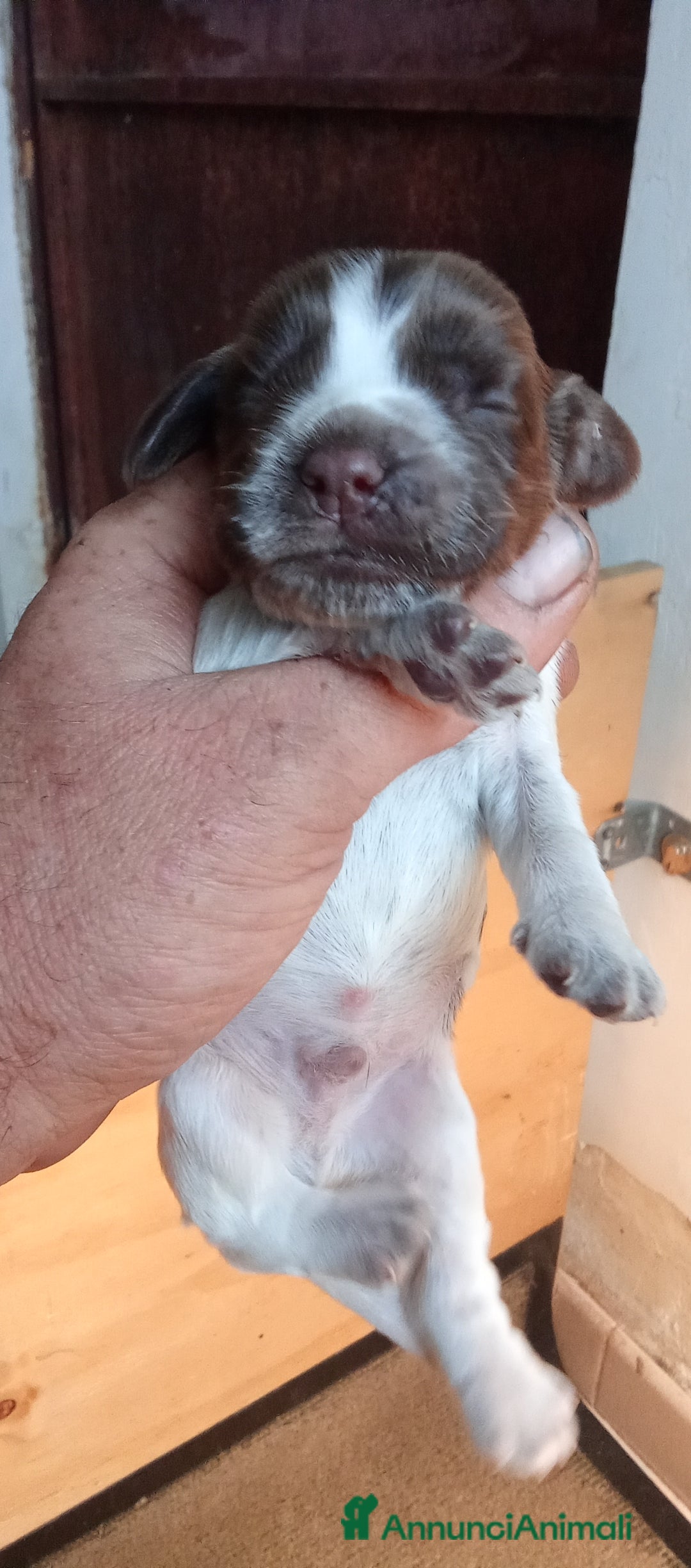 Cocker cani in vendita: Cuccioli di cocker spaniel  - Annuncio 11