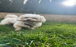Maltese cani per accoppiamento: Accoppiamento a Provincia di Arezzo - Immagine 3