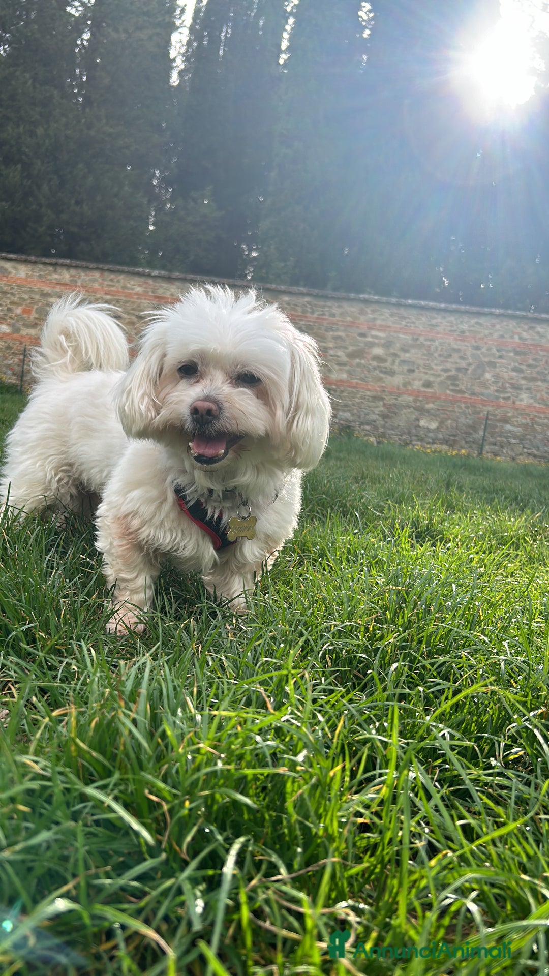Maltese cani per accoppiamento: Accoppiamento a Provincia di Arezzo - Immagine 3