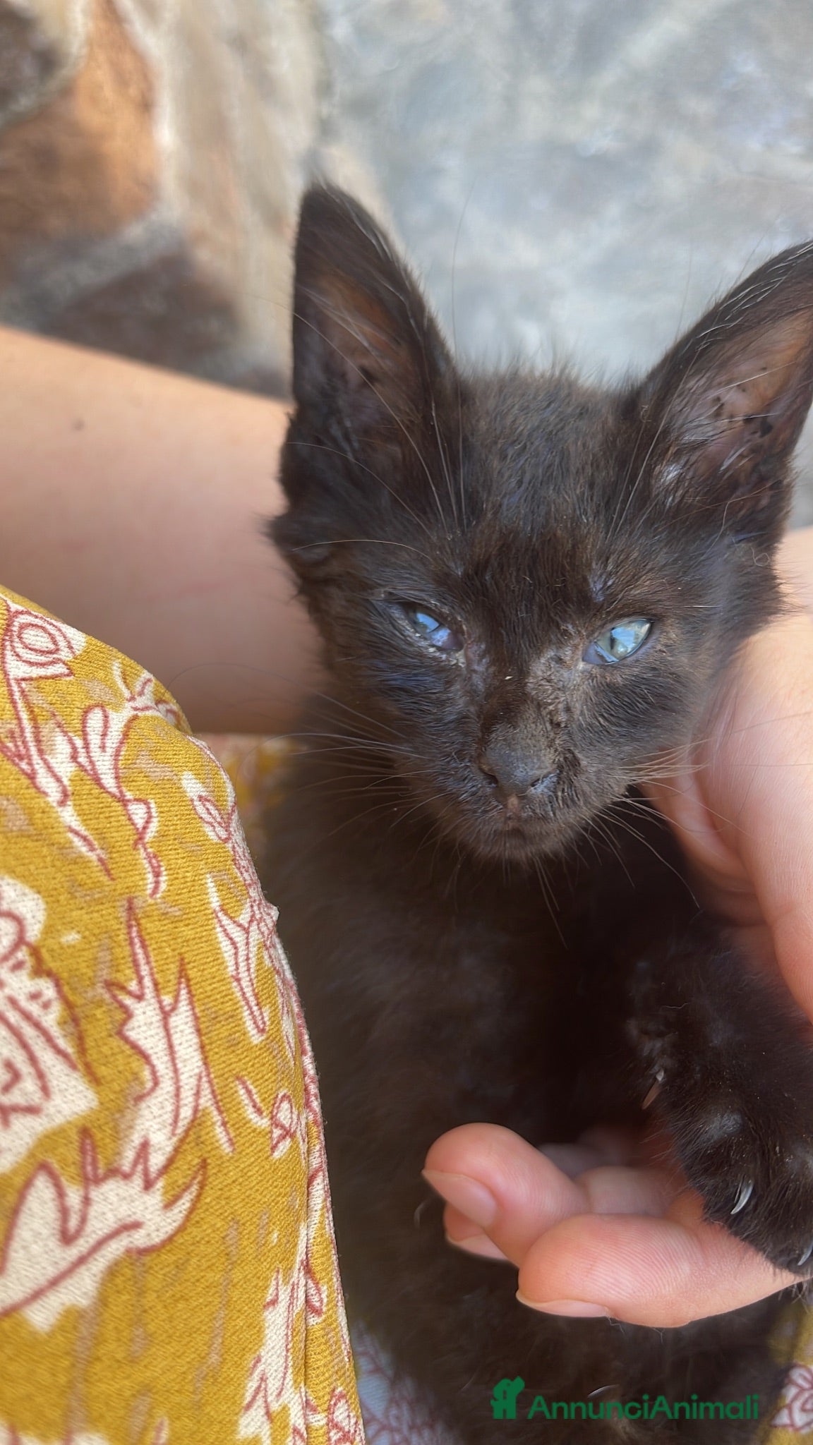 Meticcio gatti GATTO DOLCISSIMO HA BISOGNO DI VOI - Annuncio 22