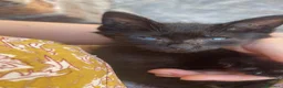 Meticcio gatti in regalo: GATTO DOLCISSIMO HA BISOGNO DI VOI a Città metropolitana di Roma Capitale - Annuncio 1