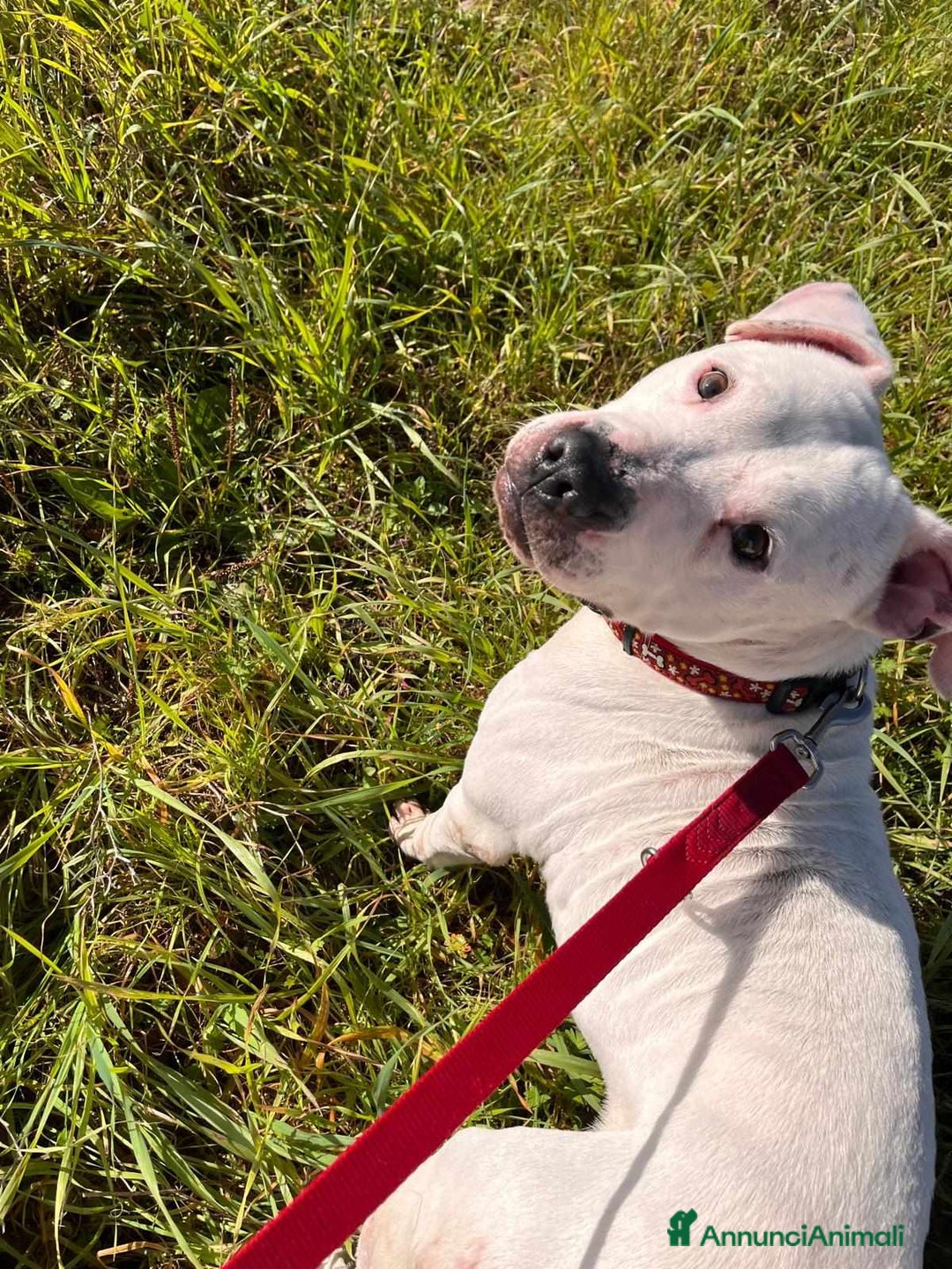 Pitbull cani in regalo: CIRO, PITBULL tanto dolce ma SOLO. - Annuncio 11