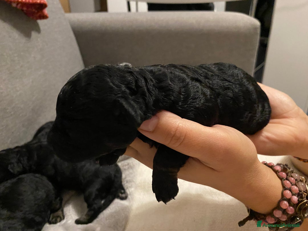 Barboncino cani in vendita: Cuccioli di barboncino  - Annuncio 18