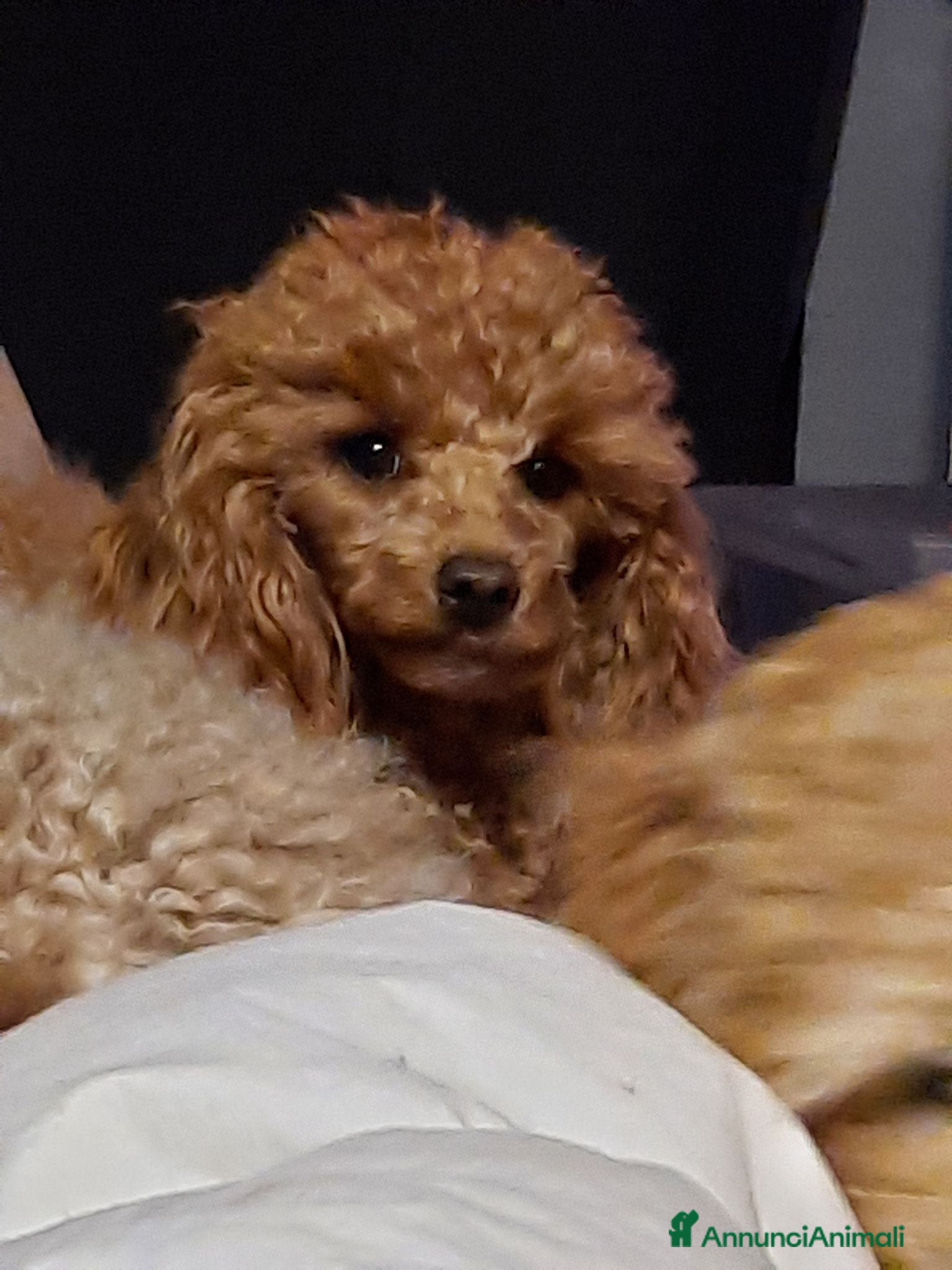 Barbone cani Barboncino nano nero - Annuncio 1