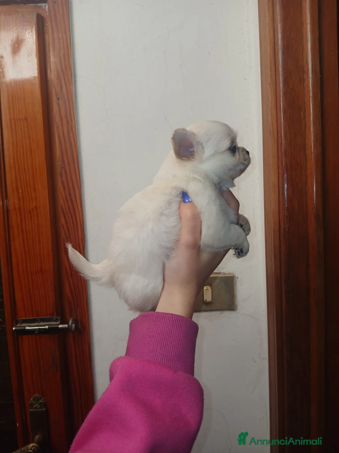 Chihuahua cani in vendita: Cuccioli di chihuahua toy  - Annuncio 4