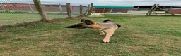 Pastore Tedesco cani in regalo: Sara Jane - Annuncio 6
