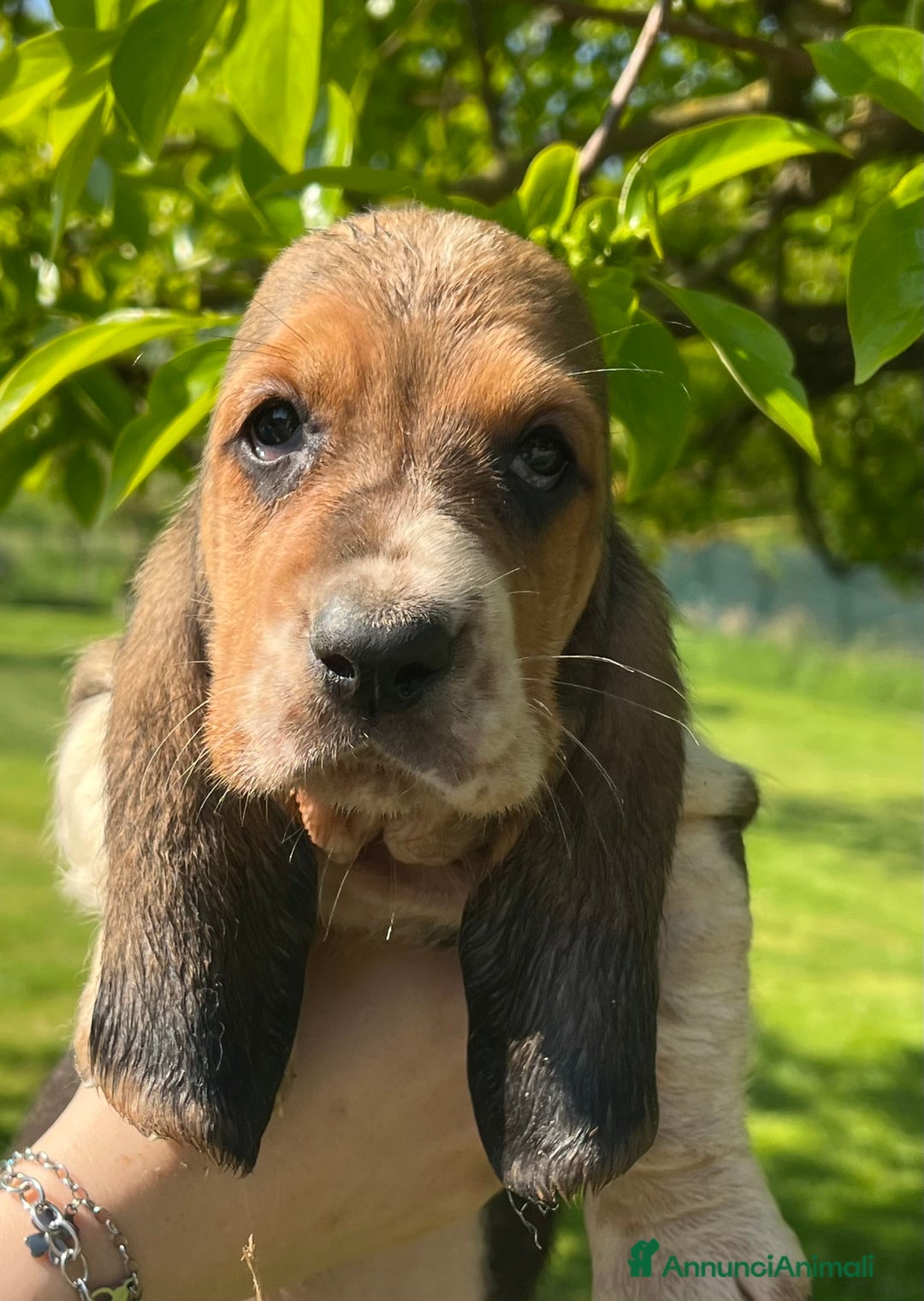 Bassethound cani in vendita: Cuccioli bassethound a Province of Piacenza - Immagine 4