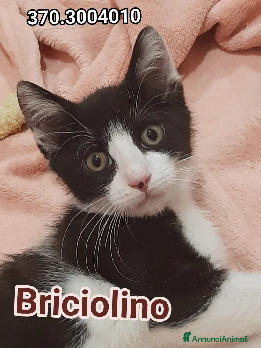 Europeo gatti in regalo: BRICILINO DOLCE GATTINO a Città metropolitana di Roma Capitale - Annuncio 5