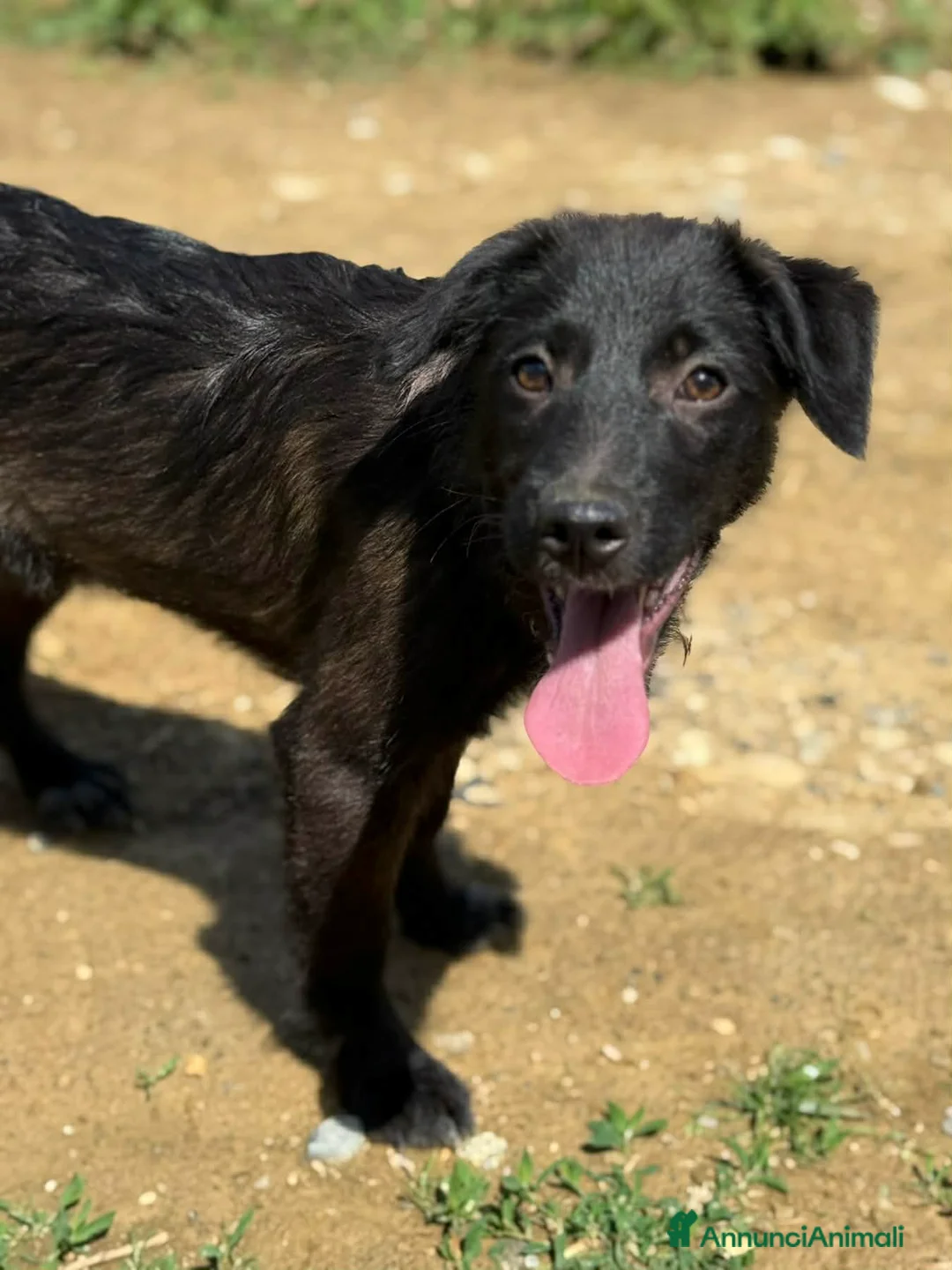Meticcio cani in regalo: SILVER & STEEL, cuccioli manto argento!  - Annuncio 2
