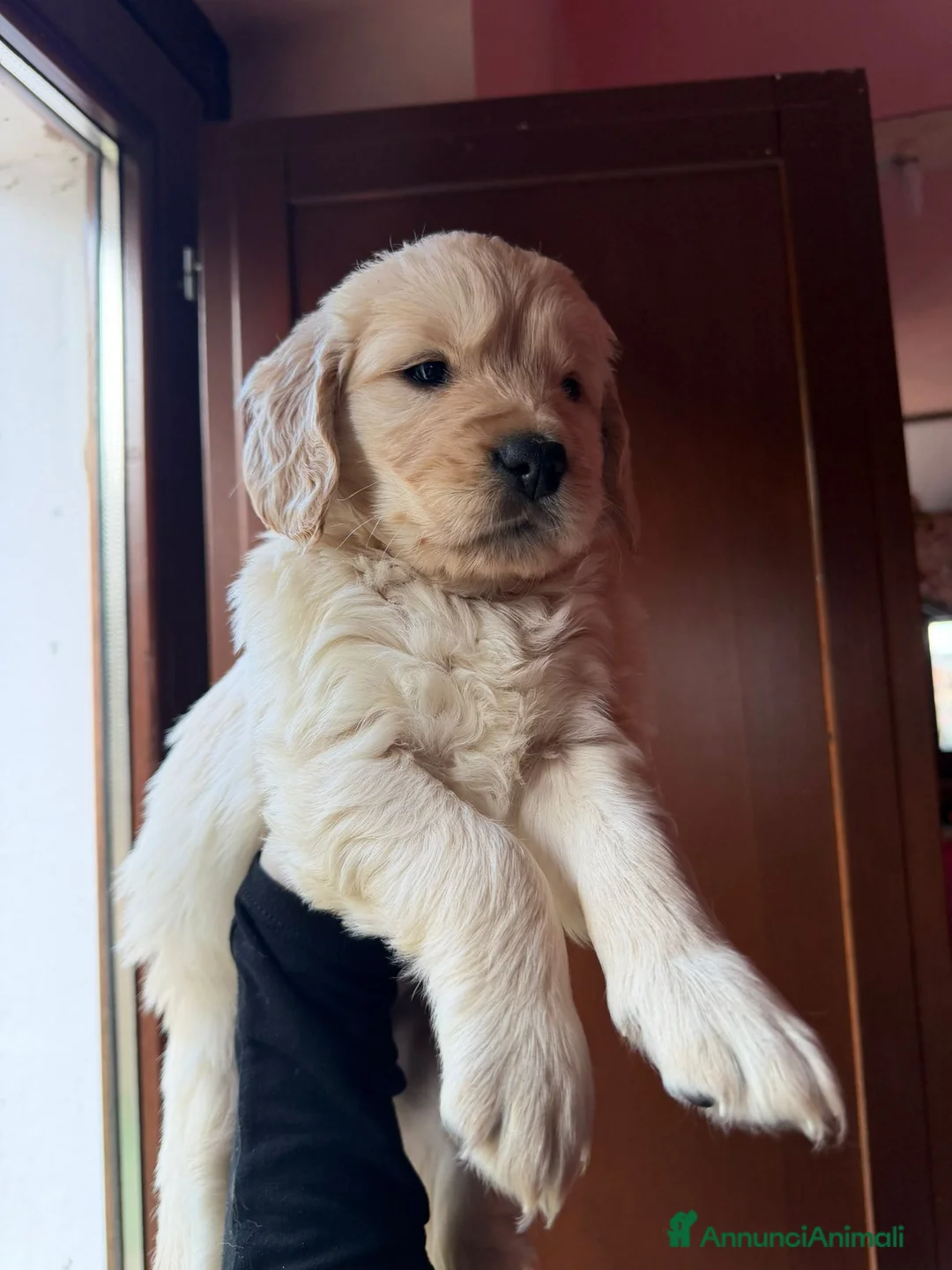 Golden Retriever cani in vendita: CUCCIOLI DI GOLDEN RETRIEVER CON PEDIGREE - Annuncio 18