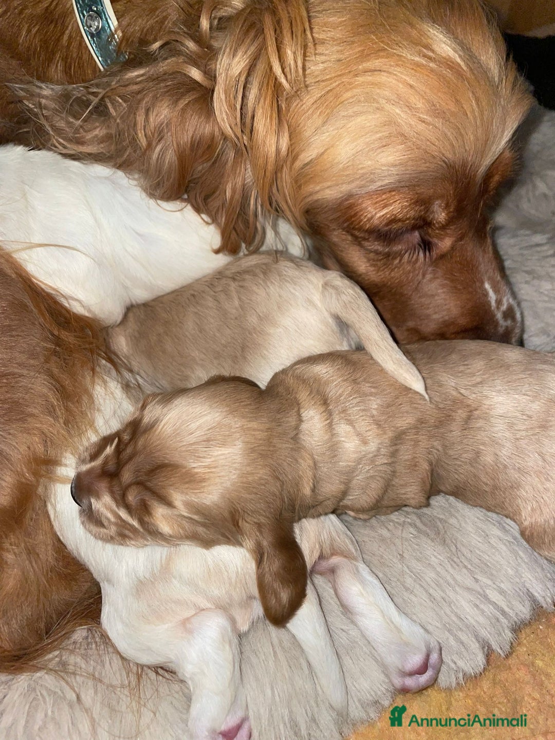 Cocker cani in vendita: Cuccioli di Cocker SpanielLinea Inglese Rari - Annuncio 9