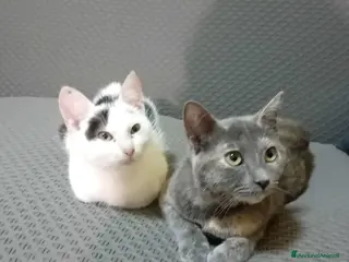 Meticcio gatti ADOTTA LA PICCOLA TEMPESTA - Annuncio 32