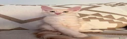 Maine Coon gatti in vendita: Allevamento Maine Coon Misty Woods - Annuncio 28