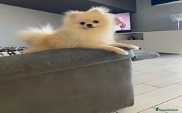 Spitz cani per accoppiamento: Cercasi Femmina Roma a Città metropolitana di Roma Capitale - Immagine 9