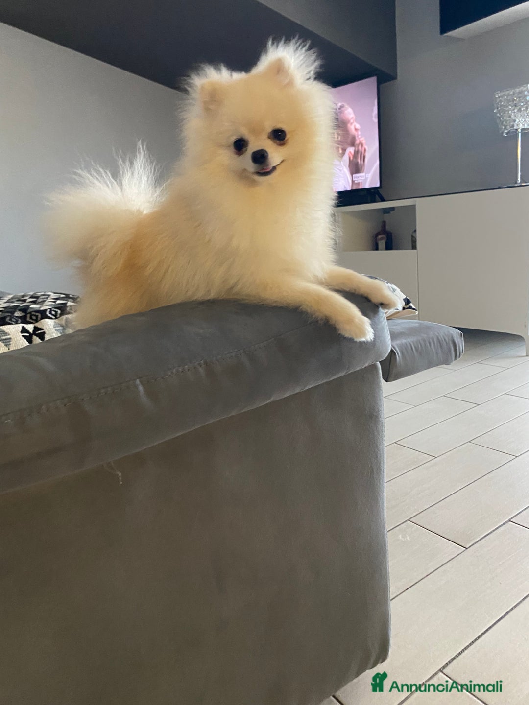 Spitz cani per accoppiamento: Cercasi Femmina Roma a Città metropolitana di Roma Capitale - Immagine 9