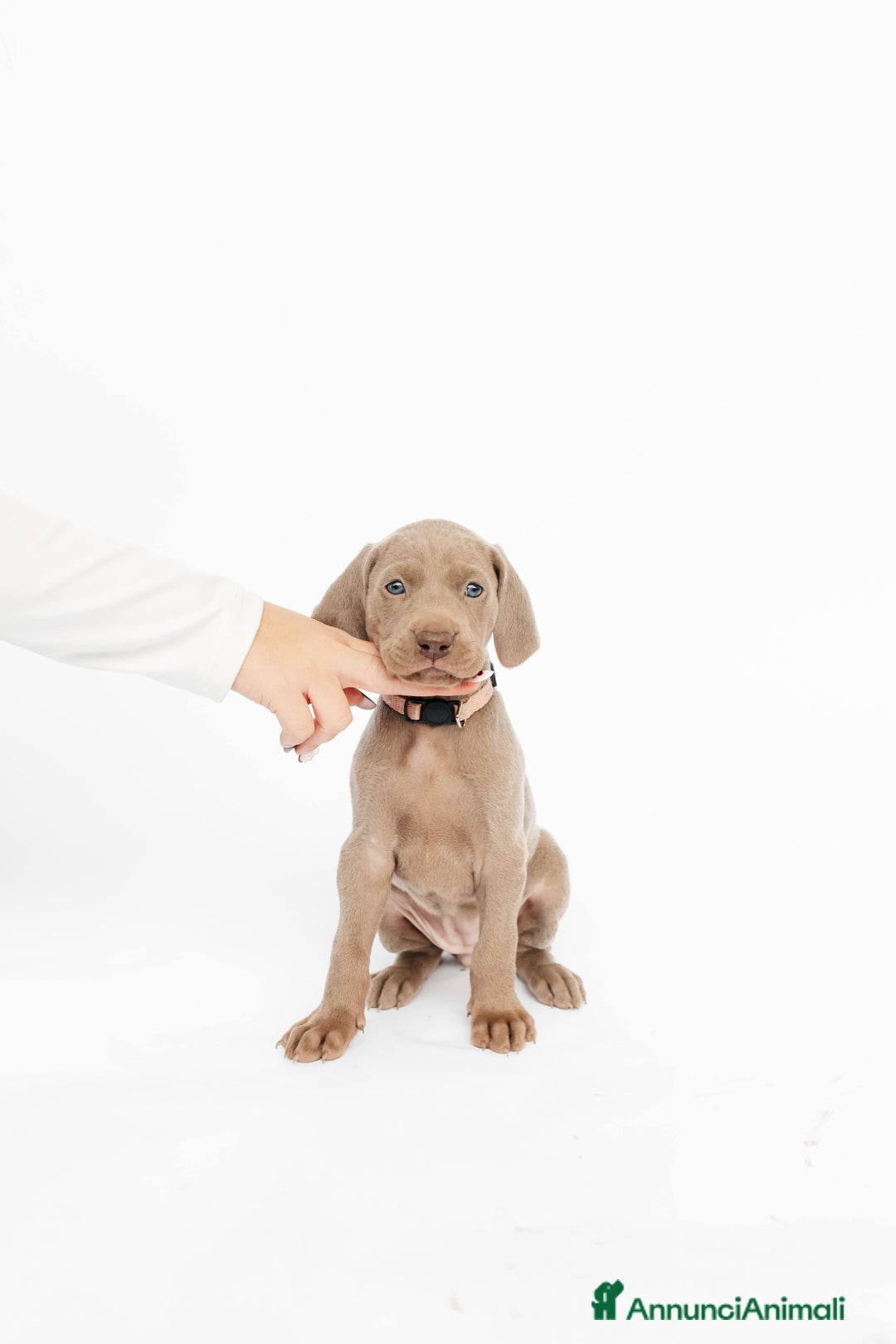 Weimaraner cani in vendita: Cucciole di weimaraner con pedigree Enci - Annuncio 6