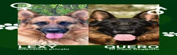 Pastore Tedesco cani in vendita: Super cuccioli Pastore Tedesco Pedigree - Annuncio 1