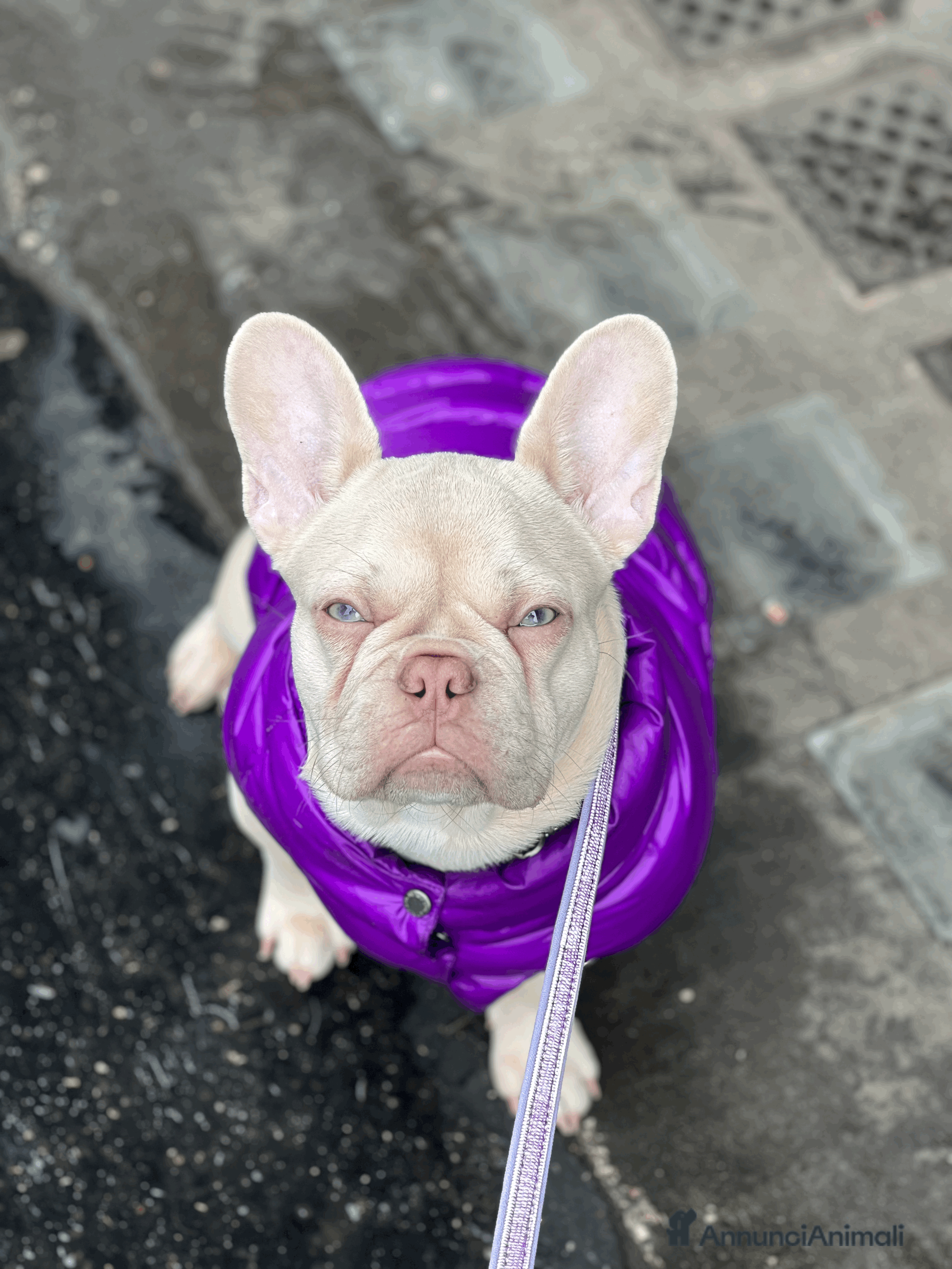 Bulldog Francese cani CUCCIOLI DI  BULLDOG FRANCESE total clear - Annuncio 5