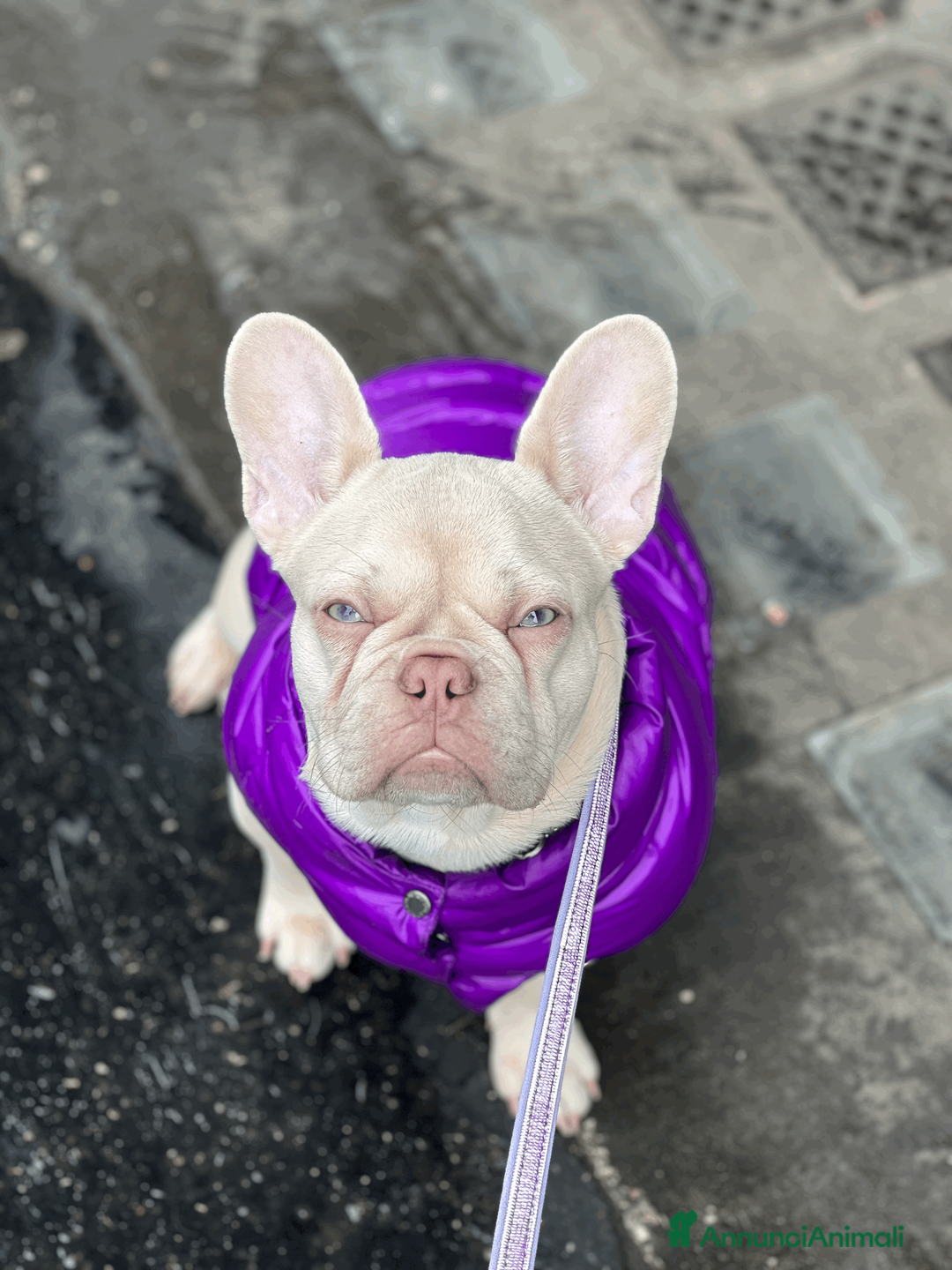 Bulldog Francese cani in vendita: CUCCIOLI DI  BULLDOG FRANCESE total clear a Città metropolitana di Roma Capitale - Annuncio 1