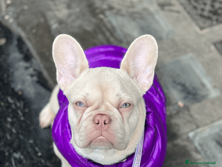 Bulldog Francese cani CUCCIOLI DI BULLDOG FRANCESE total clear - Annuncio 5