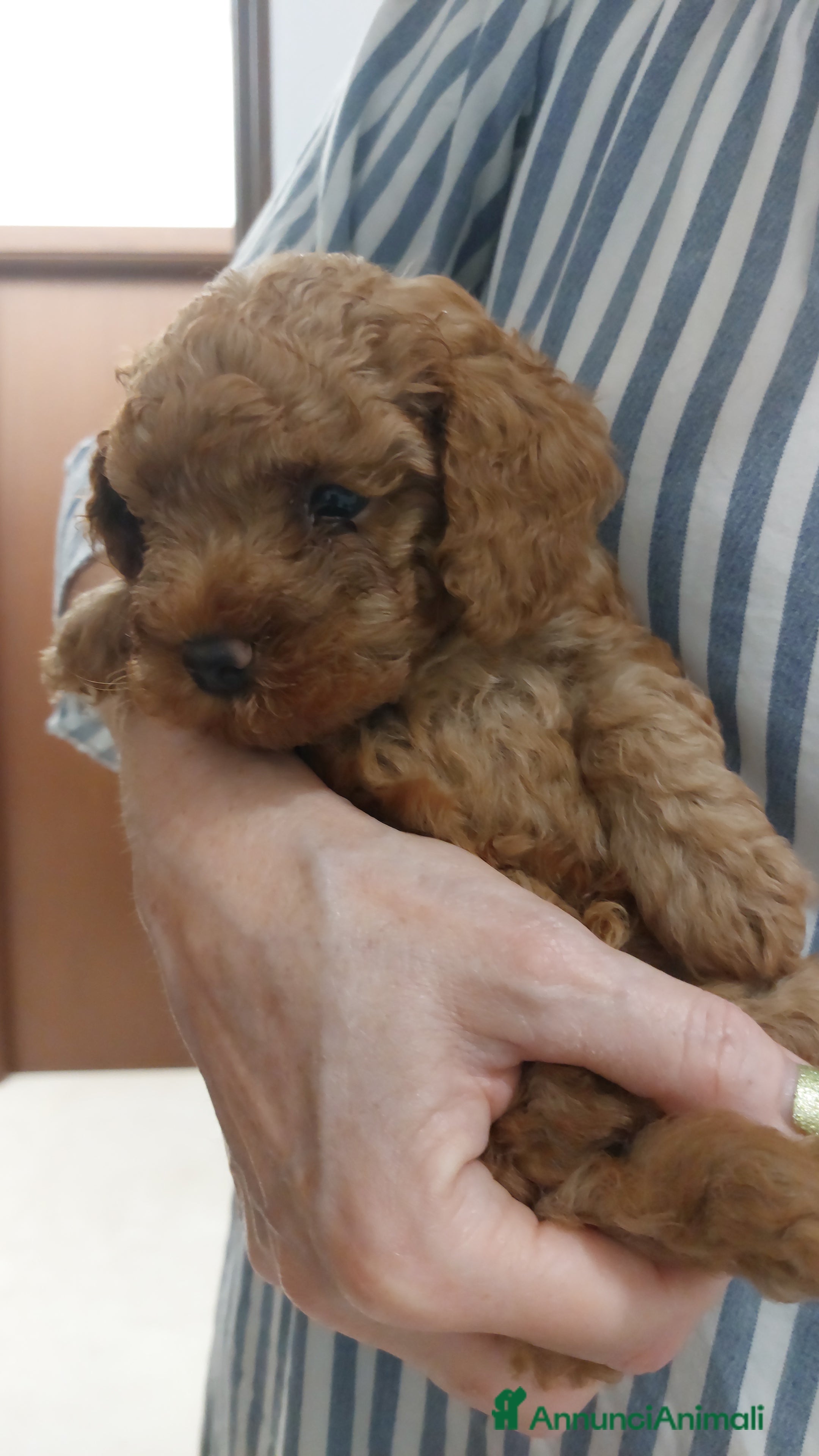 Barboncino Toy cani Barboncini fulvi  - Annuncio 2
