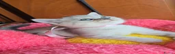 Scottish gatti in vendita: Scottish fold e straight  - Annuncio 26