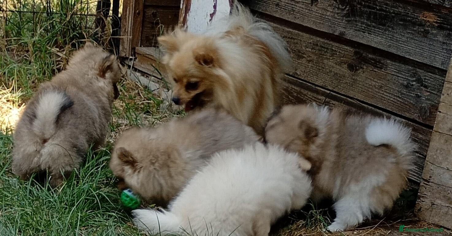 Spitz cani in vendita: Cuccioli Spitz piccolo - Annuncio 2