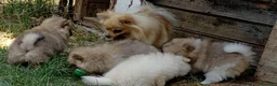 Spitz cani in vendita: Cuccioli Spitz piccolo - Annuncio 1
