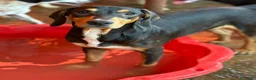Meticcio cani in regalo: 4 CUCCIOLI simpaticissimi e coccoloni in canile! - Annuncio 5