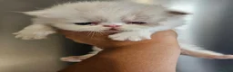 Persiano gatti in vendita: Gatto persiano  - Annuncio 8