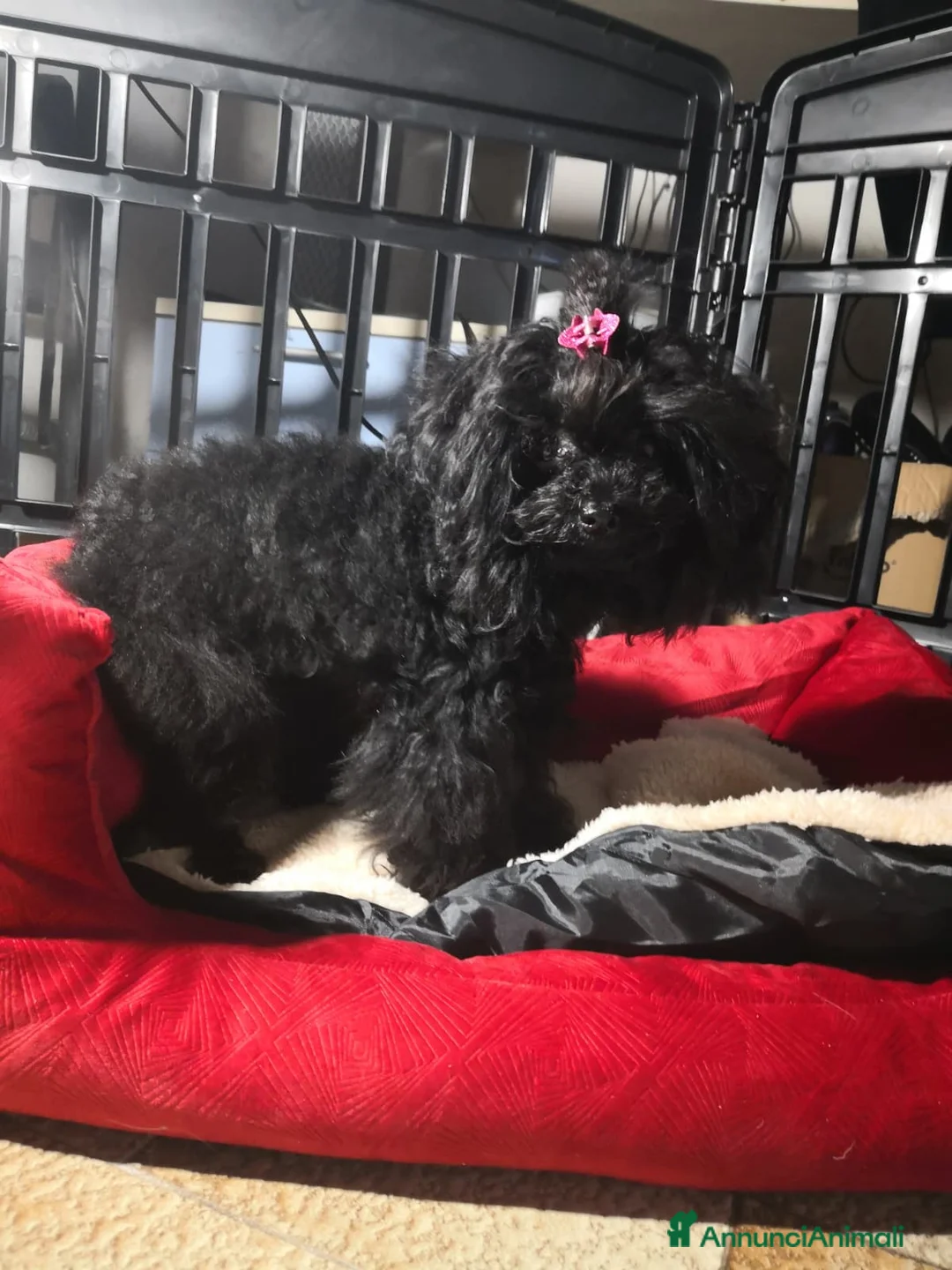 Barboncino Toy cani in vendita: Barboncino Toy femmina di colore nero - Annuncio 1