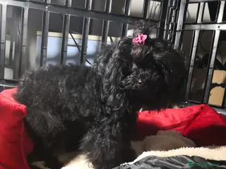 Barboncino Toy cani Barboncino Toy femmina di colore nero - Annuncio 1