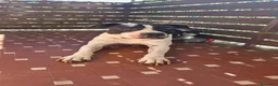 Pitbull cani in regalo: American Pitbull Terrier a Provincia del Verbano-Cusio-Ossola - Annuncio 2