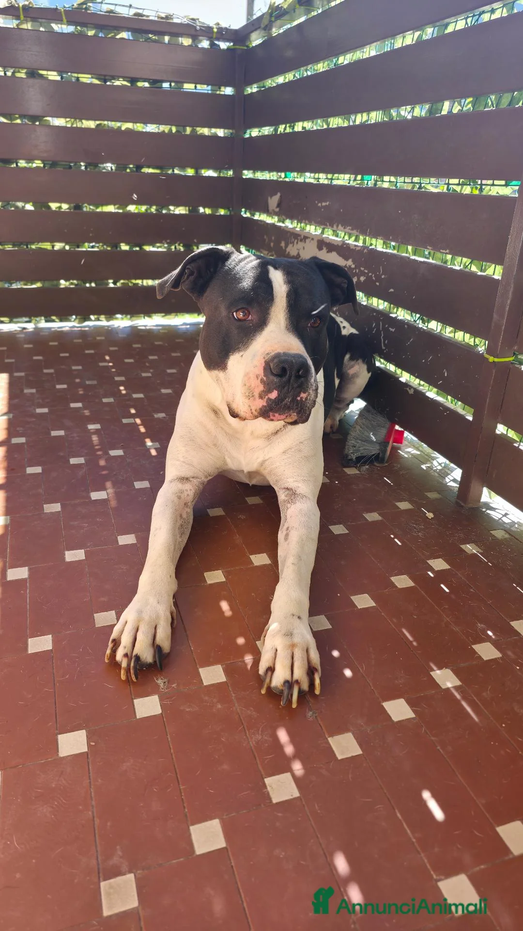 Pitbull cani in regalo: American Pitbull Terrier a Provincia del Verbano-Cusio-Ossola - Annuncio 2