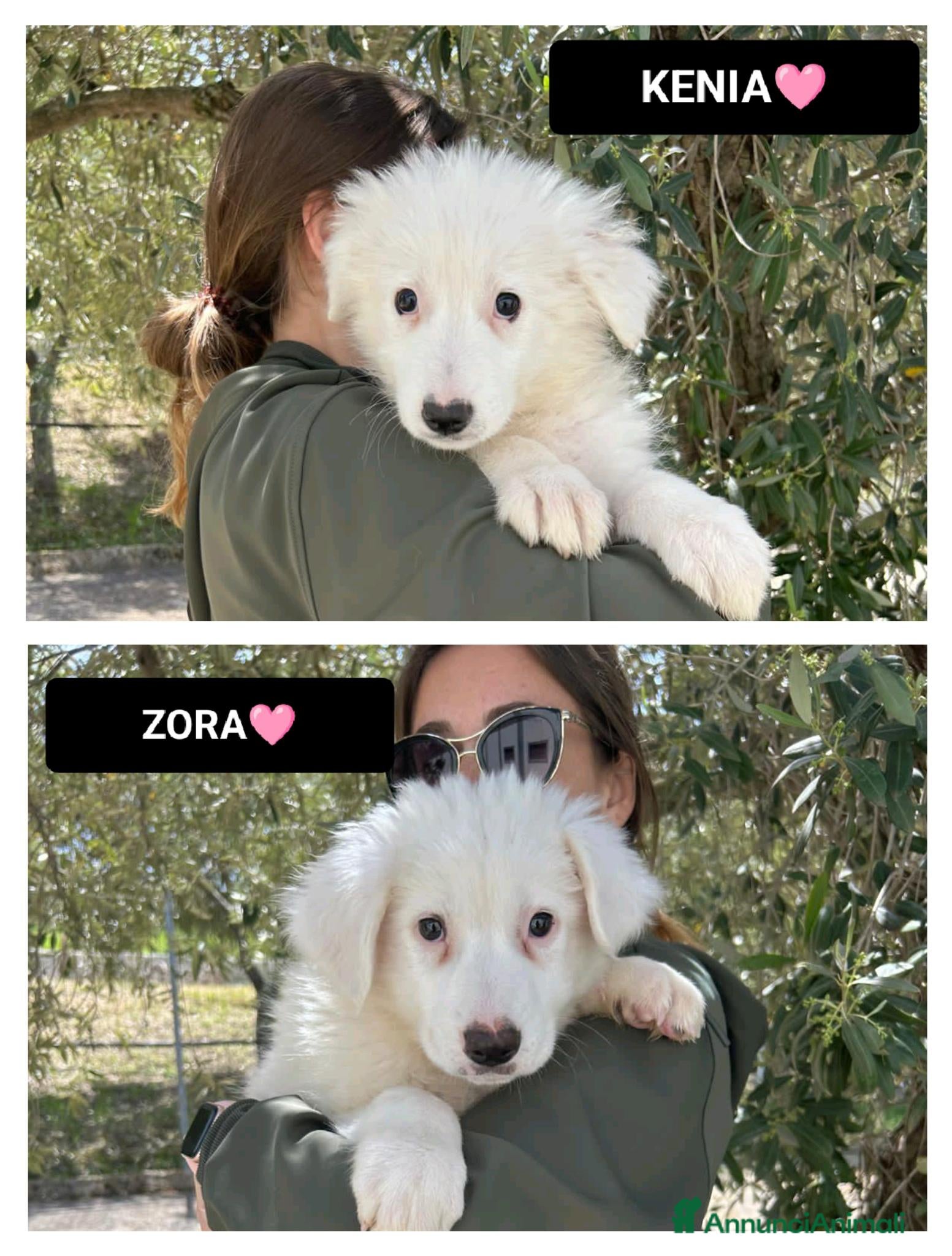 Meticcio cani kenia e zora - Annuncio 15