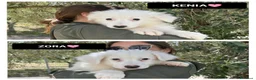 Meticcio cani in regalo: kenia e zora - Annuncio 1