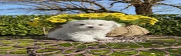 Maltese cani in vendita: MALTESI MINI CON PEDIGREE ENCI a Provincia di Reggio Emilia - Annuncio 1