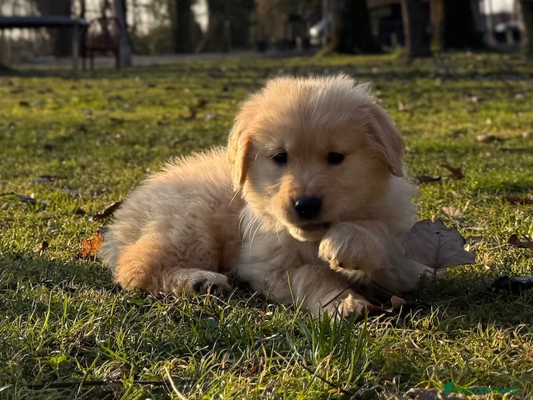 Golden Retriever cani in vendita: Golden Retriever 🎀 Femmina - Annuncio 4