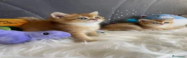 Gattino 1