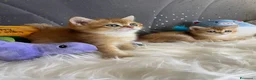 Scottish gatti in vendita: Gattini di Razza Scottish - Annuncio 10