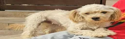 Meticcio cani in regalo: Romina: cucciolotta taglia piccola socievole  - Annuncio 5