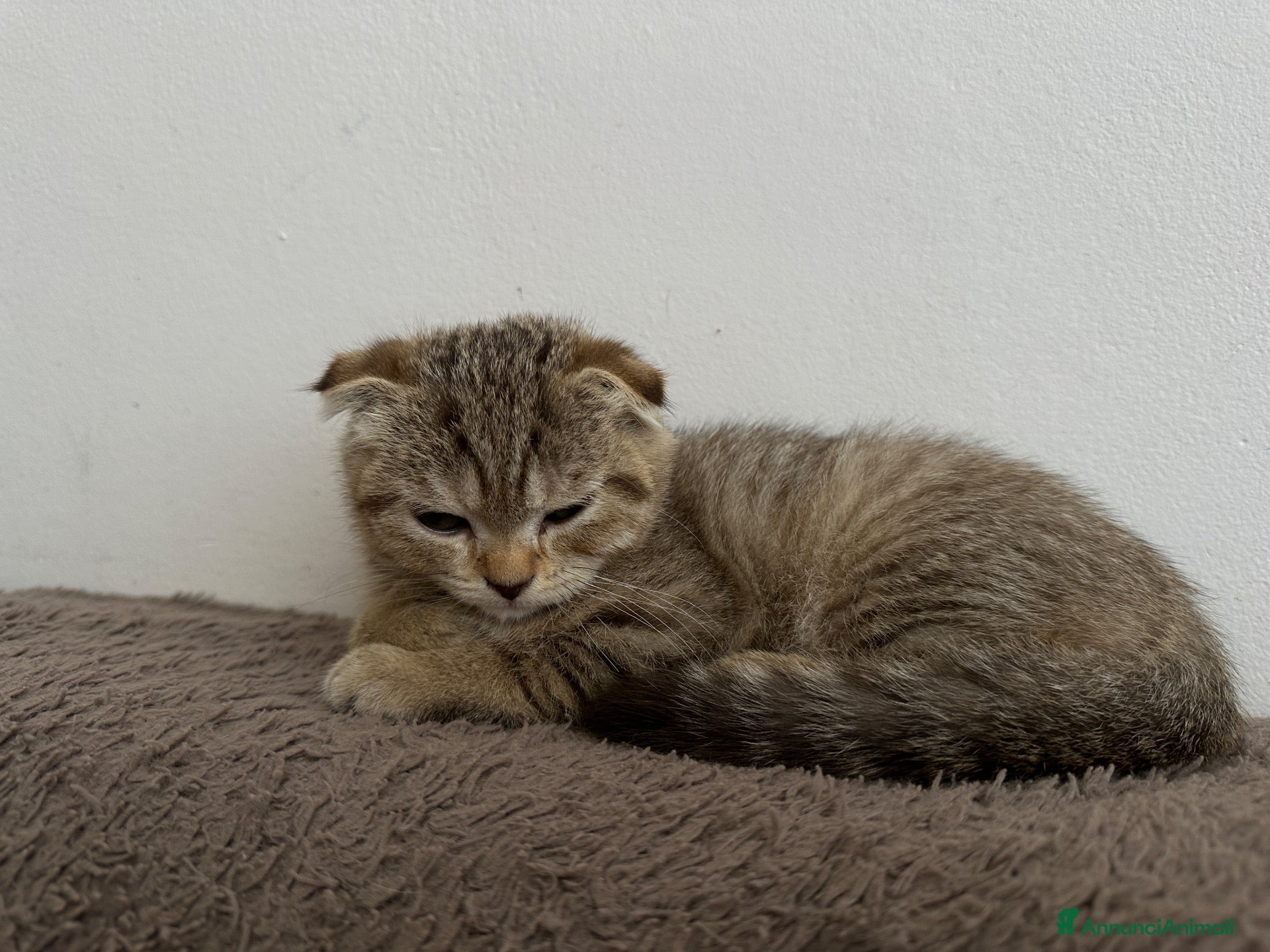Scottish gatti Cucciolo British/Scottish tigrato - Annuncio 20