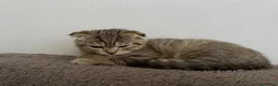 Scottish gatti in vendita: Cucciolo British/Scottish tigrato - Annuncio 1