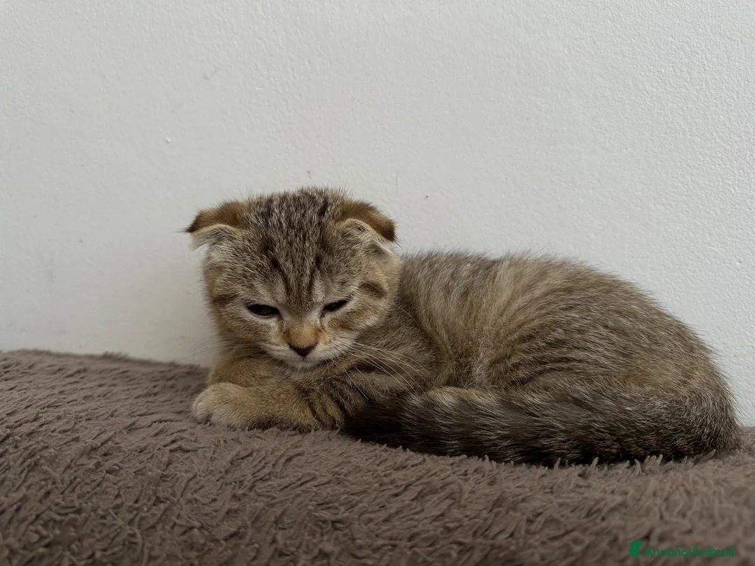 Scottish gatti in vendita: Cucciolo British/Scottish tigrato - Annuncio 1