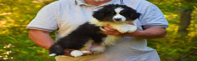 Australian Shepherd Cucciolo 2