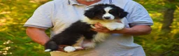 Australian Shepherd cani in vendita: Ultima cucciola di pastore australiano  - Annuncio 4