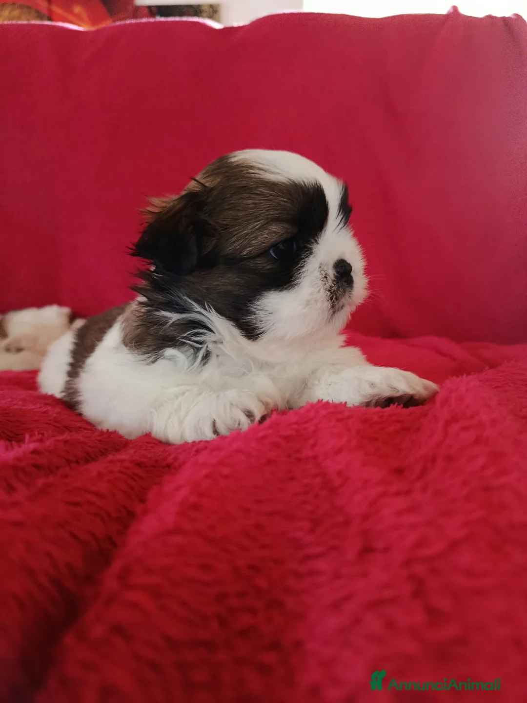 Shih Tzu cani in vendita: Cuccioli di Shitzu - Annuncio 7