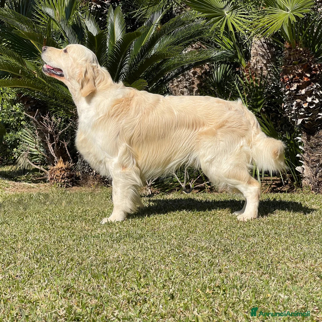 Immagine della galleria {{count}}