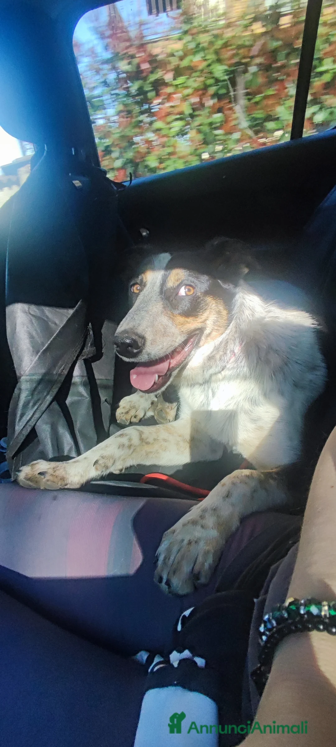 Meticcio cani in regalo: Kiki cerca casa - Annuncio 2