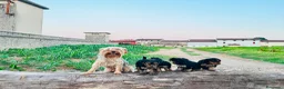 Yorkshire cani in vendita: CUCCIOLI DI YORKSHIRE TERRIER DISPONIBILI a Provincia di Vicenza - Annuncio 8